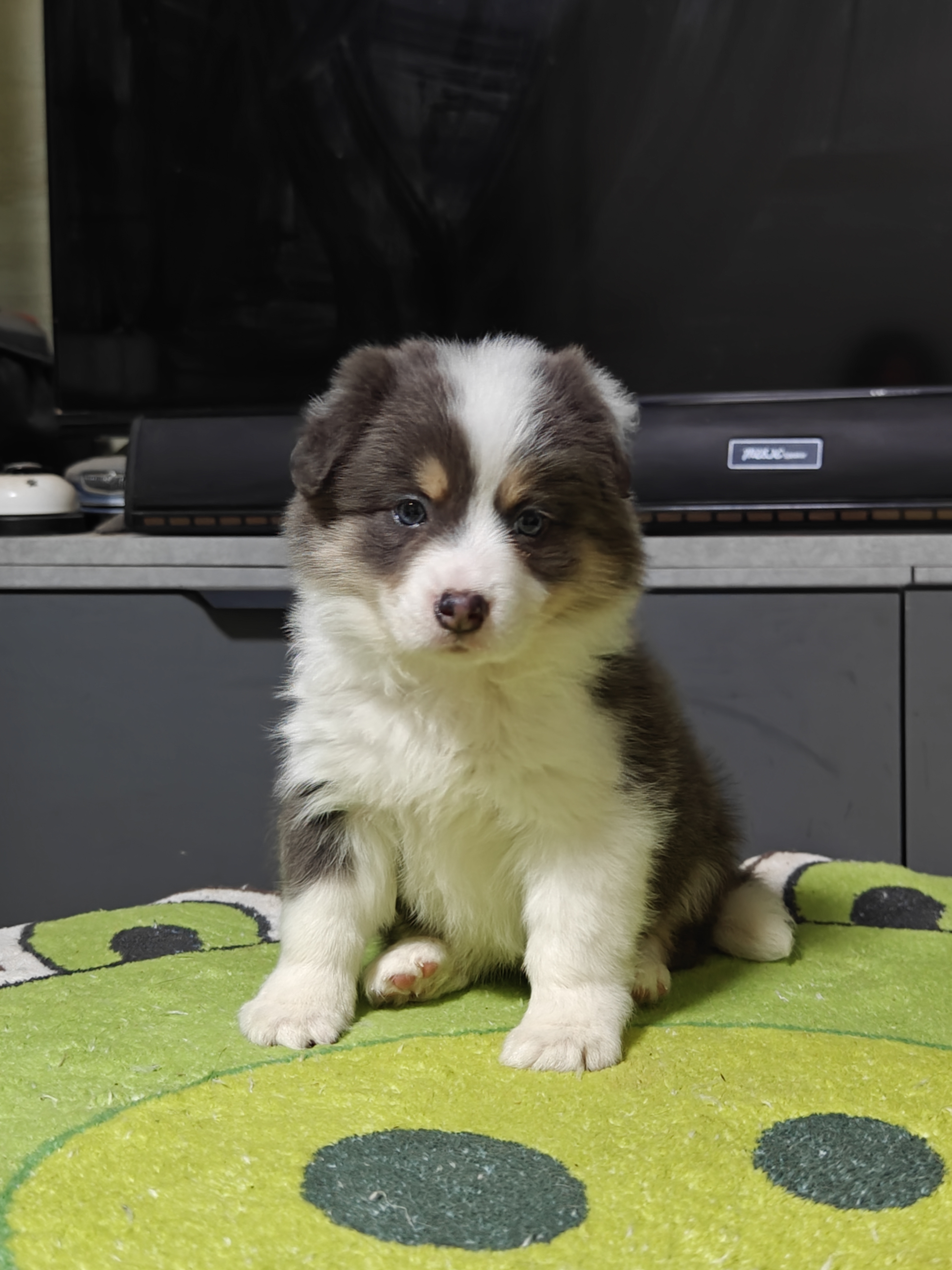 稀有蓝白三色边牧妹妹